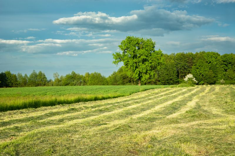 Farm Clearing in Houston, TX